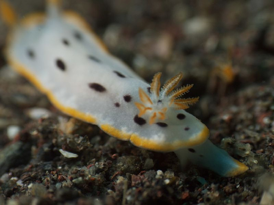  Chromodoris aspersa (Sea Slug)